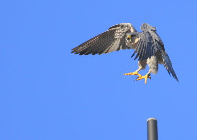 Peregrine: Peregrine: lifting up from antenna again