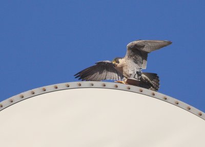 Peregrine: returning to top of tower