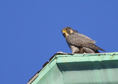 Peregrine: meal time