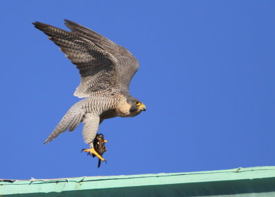 Peregrine: departing with prey in grasp