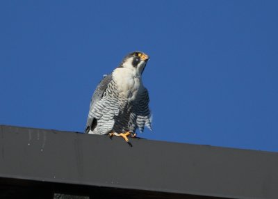 Peregrine: in middle of a meal