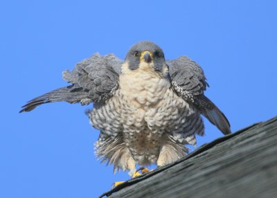 Peregrine: shaking out feathers