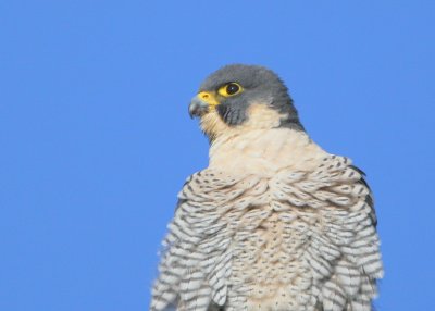Peregrine: on lookout!