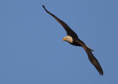 Bald Eagle, adult