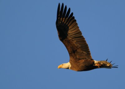 Bald Eagle, adult