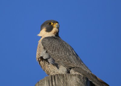 Peregrine: perched atop utility pole south side of street