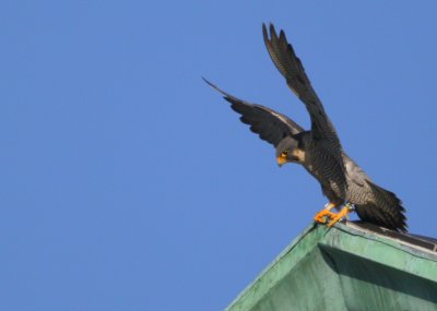 Peregrine: shifting position
