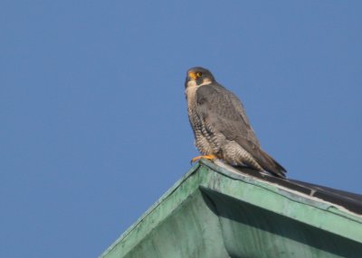 Peregrine: shifting position complete