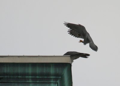 Peregrine: landing with caution