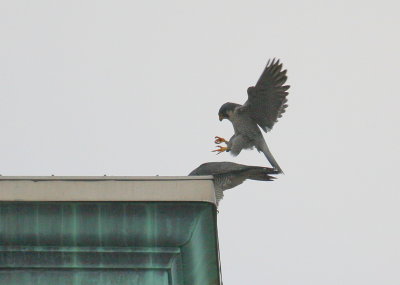 Peregrine: gently setting down