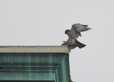 Peregrine: copulation mode