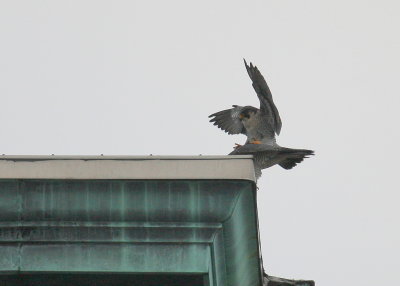 Peregrine: copulation mode