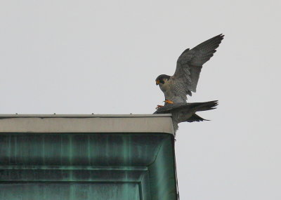 Peregrine: copulation mode