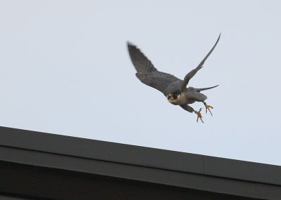 Peregrine: departing south side roof of NB Bldg.