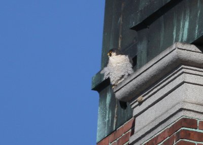 Peregrine: corner of building above entry door