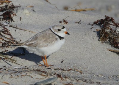 Piping Plover