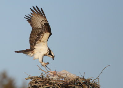 Osprey landing on nest