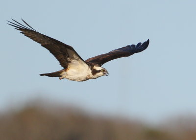 Osprey in glide mode