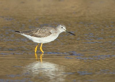 Greater Yellowlegs