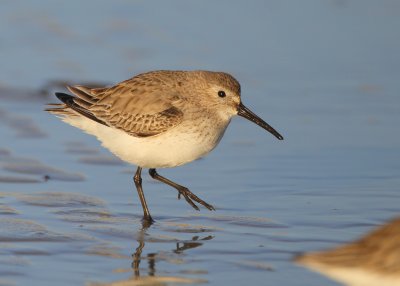 Dunlin