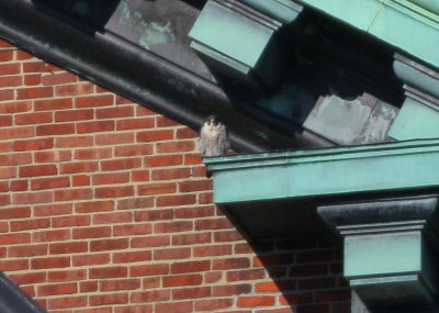 Peregrine perched on east Clock Tower ledge