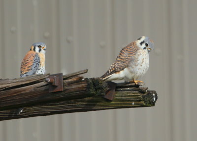 Kestrel pair perched near nest