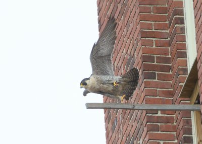 Peregrine: female turns and follows