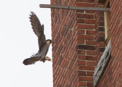 Peregrine: female ready to land on ledge outside nest