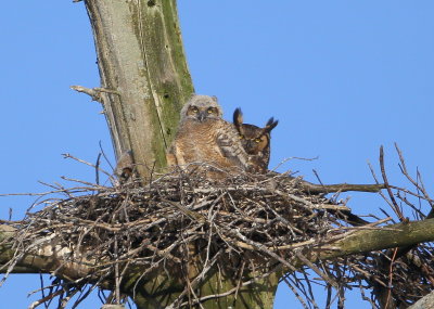 Great Horned Owl: mother and owlet