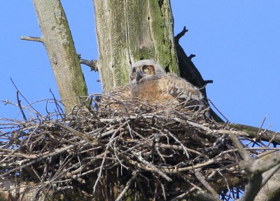 Great Horned Owlet spreading wings