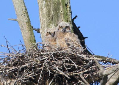 Great Horned Owlets!!