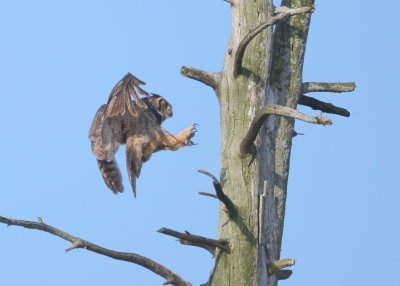 Great Horned Owl: mother landing on roost near nest