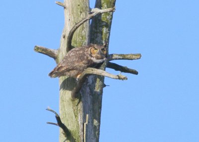 Great Horned Owl: mother in pre-flight launch mode
