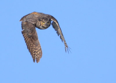 Great Horned Owl: mother in flight