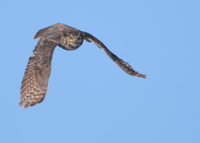 Great Horned Owl: mother in flight