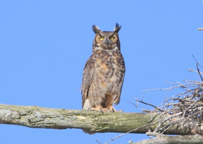 Great Horned Owl: mother perched next to nest