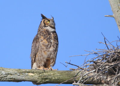 Great Horned Owl: mother perched next to nest