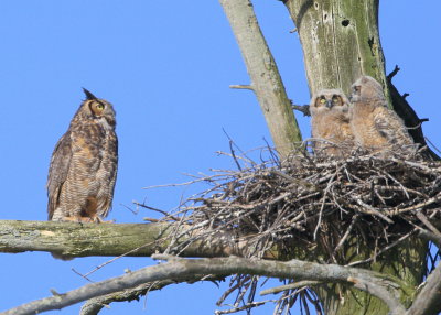 Great Horned Owl: mother just before walking to nest