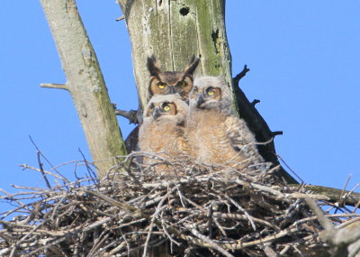 Great Horned Owls: reunited and it feels so good!