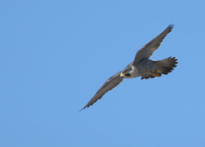 Peregrine, female: flight mode