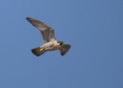 Peregrine, female: flight mode