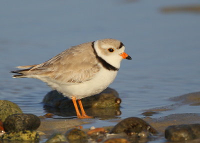 Piping Plover