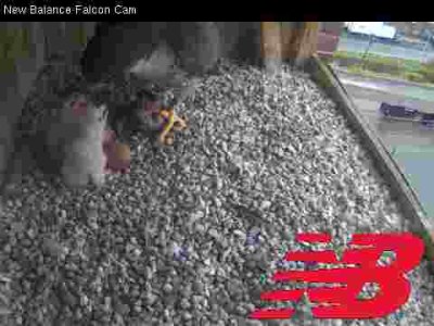 Adult Peregrine: feeding time for 2 chicks continued