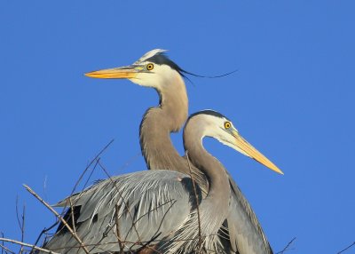 Great Blue Heron pair on nest