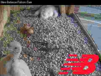 Two falcon chicks, two unhatched eggs, one lazing around; one alert near cam