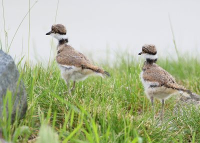 Killdeer, chicks