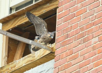 Peregrines: ready to fledge!