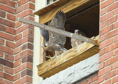 Peregrines: ready to fledge!