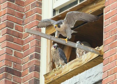 Peregrines: Mom providing balance training