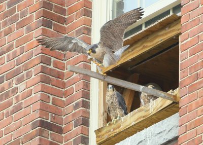 Peregrines: Mom providing balance training